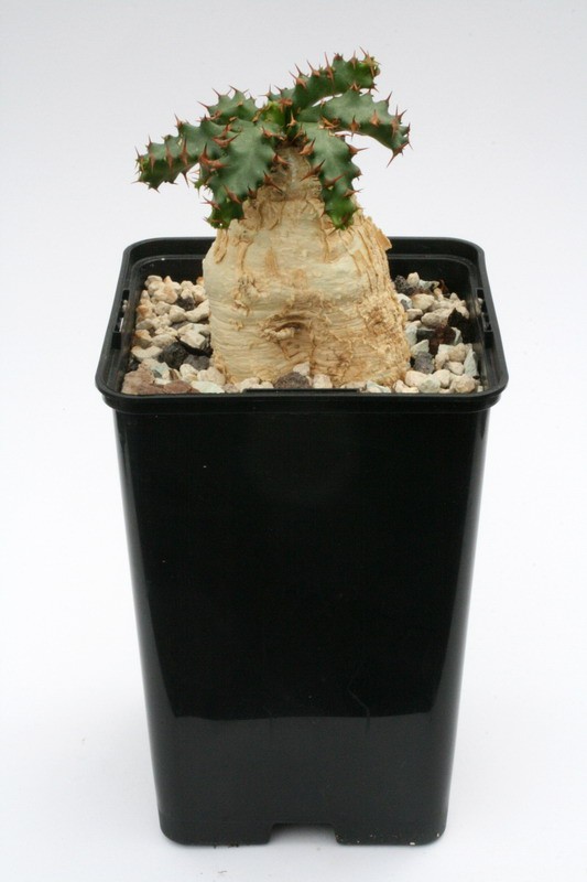 euphorbia squarrosa 9961 sm