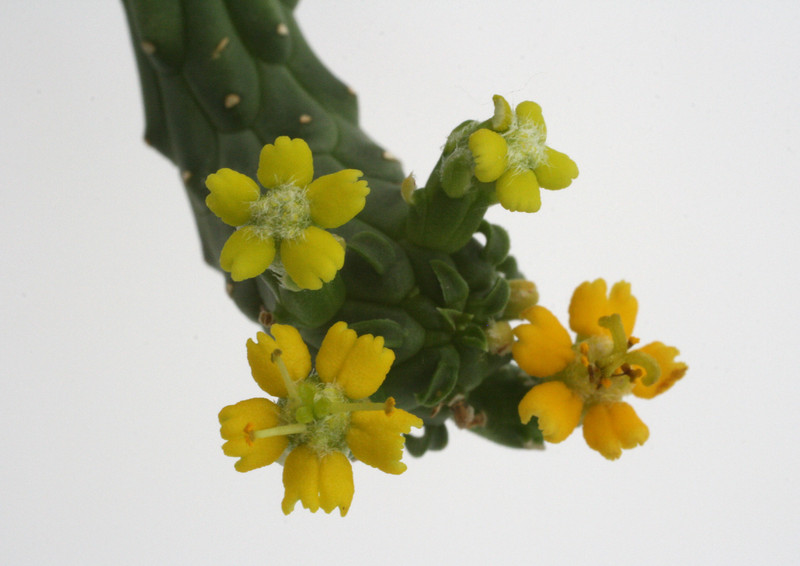 euphorbia inermis 2439