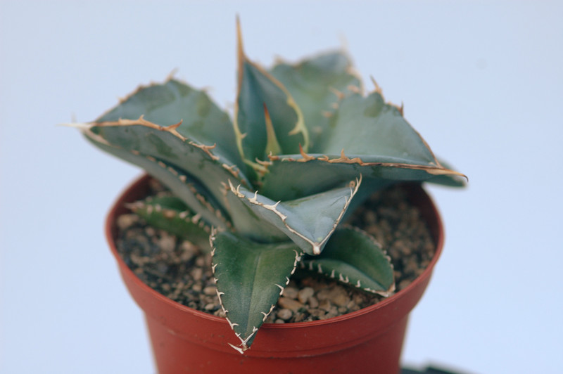 agave titanota 8395