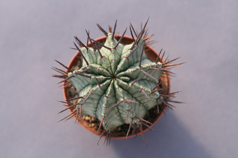 euphorbia horrida striata 0386