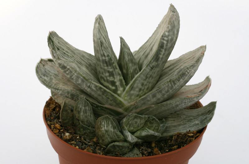 gasteria brachyphylla variegata 7237