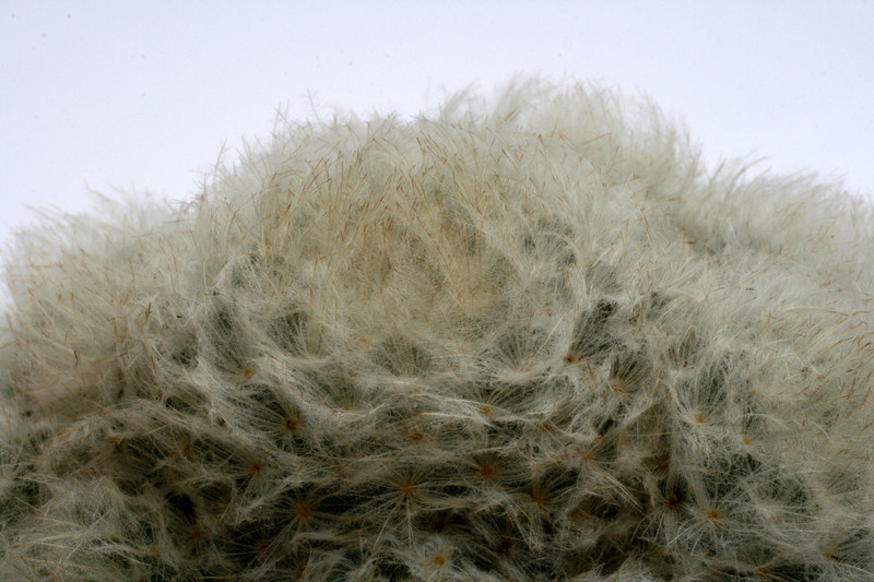 mammillaria plumosa 0115