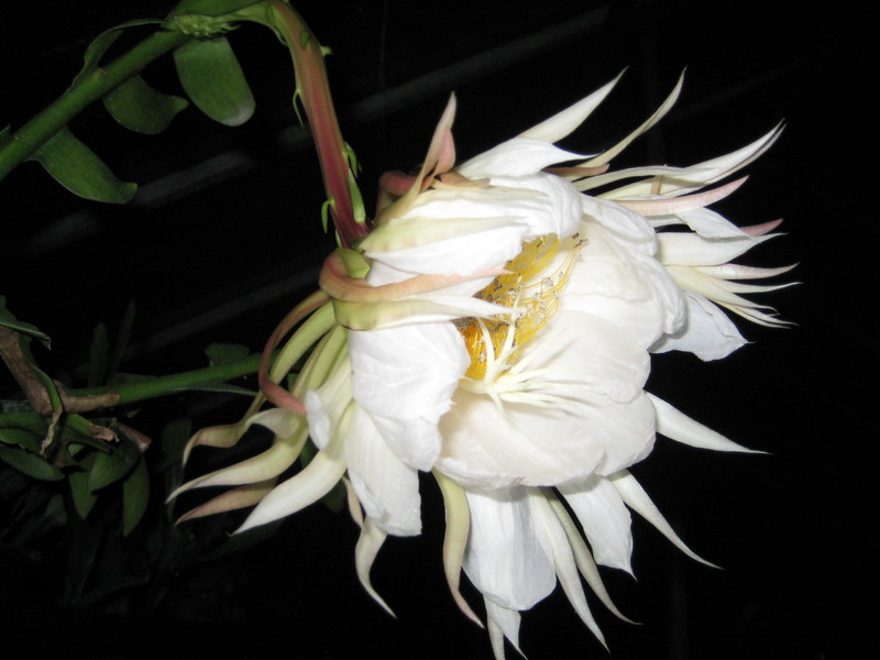 epiphyllum chrysocardium 514