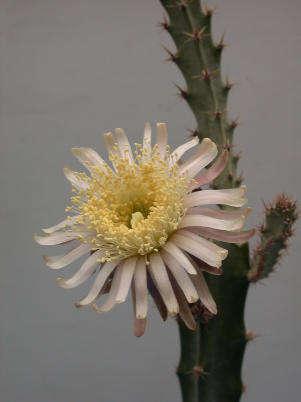 peniocereus cuixmalensis 35