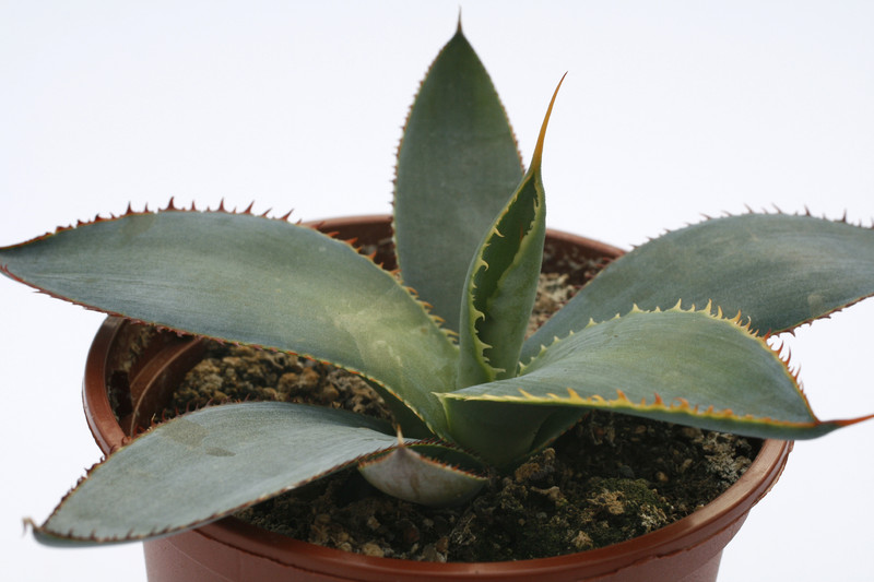 agave univitatta 7855