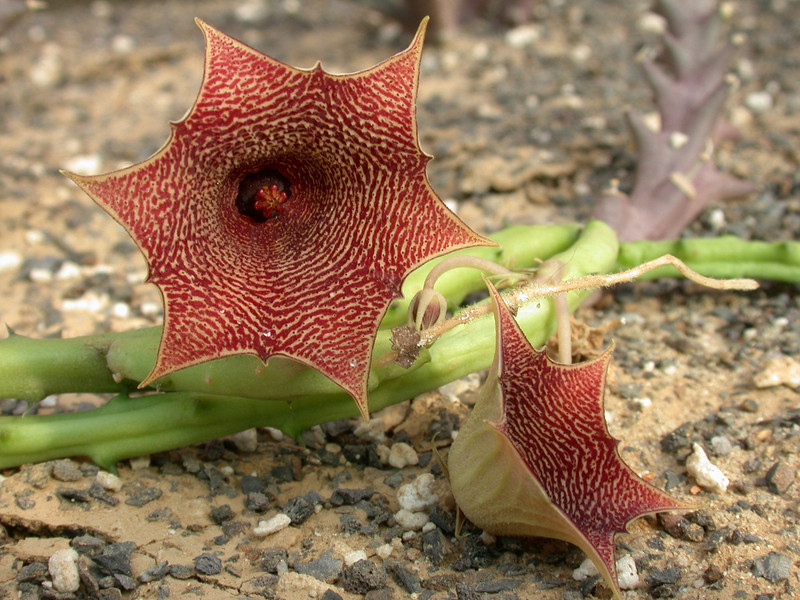 huernia leachii x keniensis 03