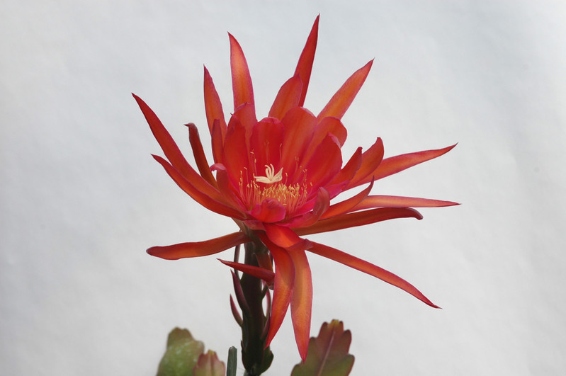 eh coral dance 5804 01
