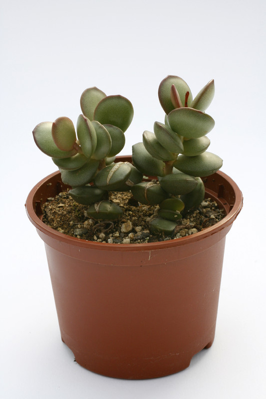 adromischus subdistichus 7989