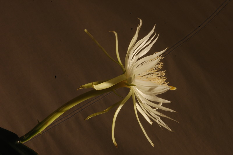 epiphyllum pumilum phasen 2316