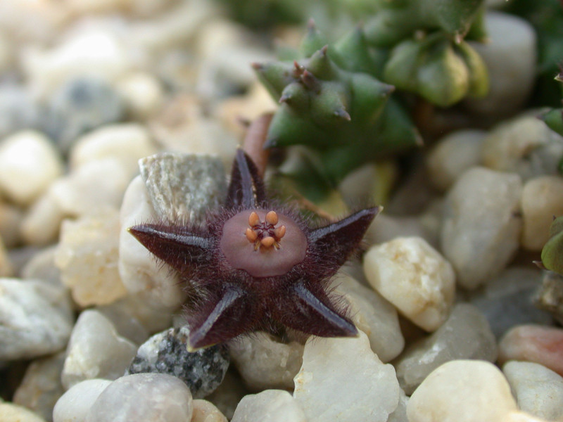 duvalia elegans shirley1