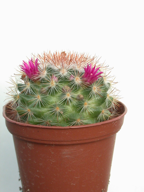 mammillaria berkiana 8364