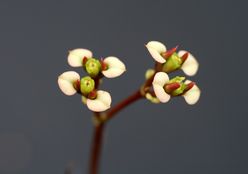 euphorbia milii nov sakaraha 1917