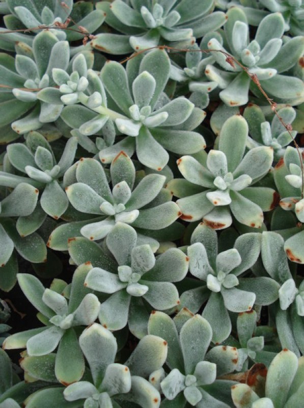 echeveria leucotricha