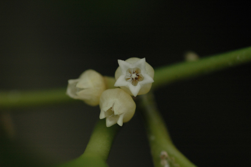 dischidia latifolia 08