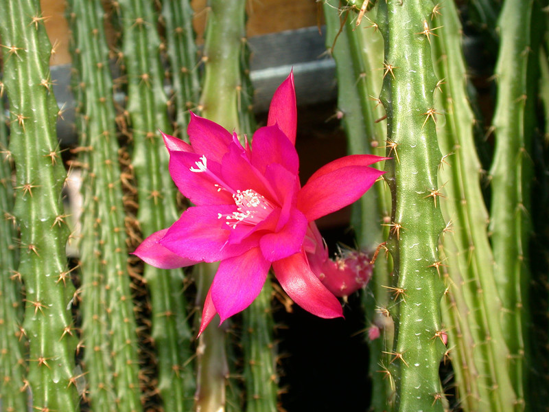 aporocactus shin1