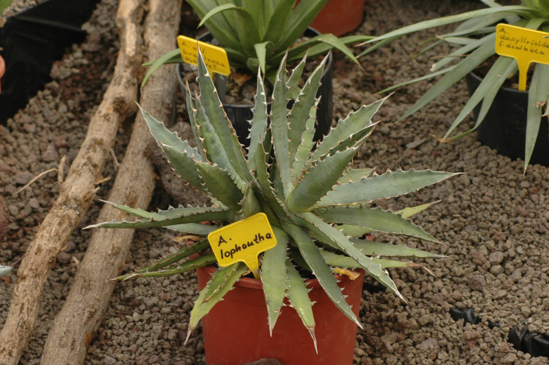 agave lophantha 00