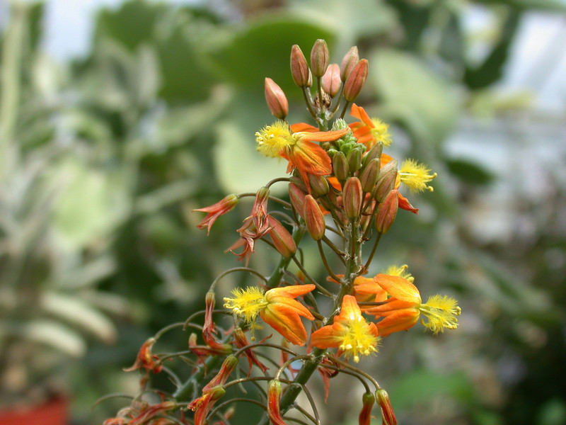 bulbine alooides4