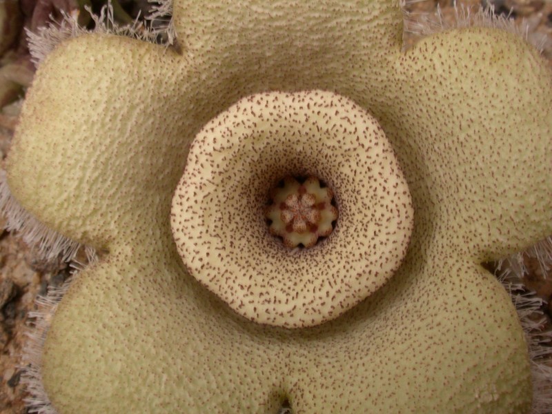 orbea ciliata 03