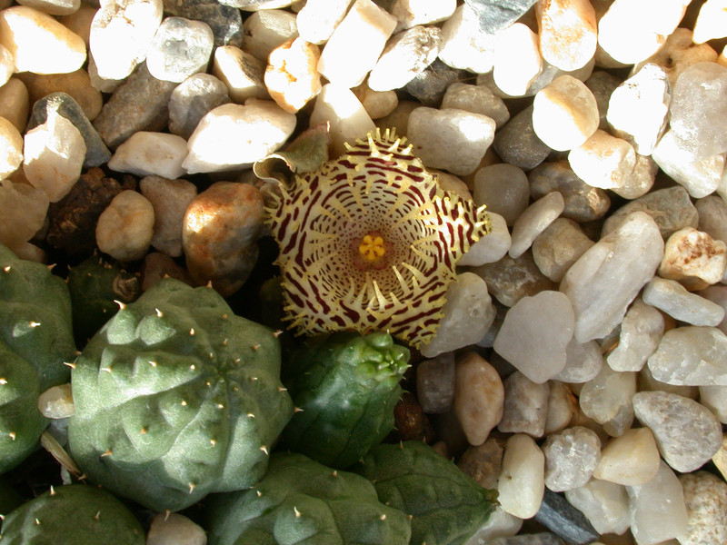 huernia kennedyana03