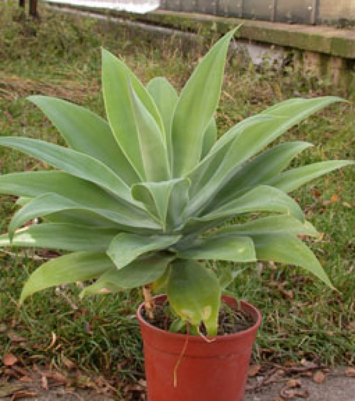 agave attenuata04