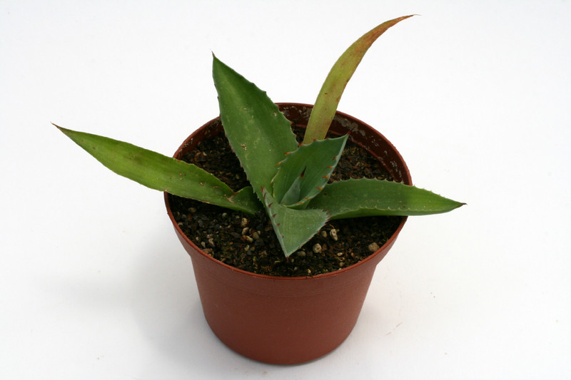 agave inaequidens mg1889 854 0100