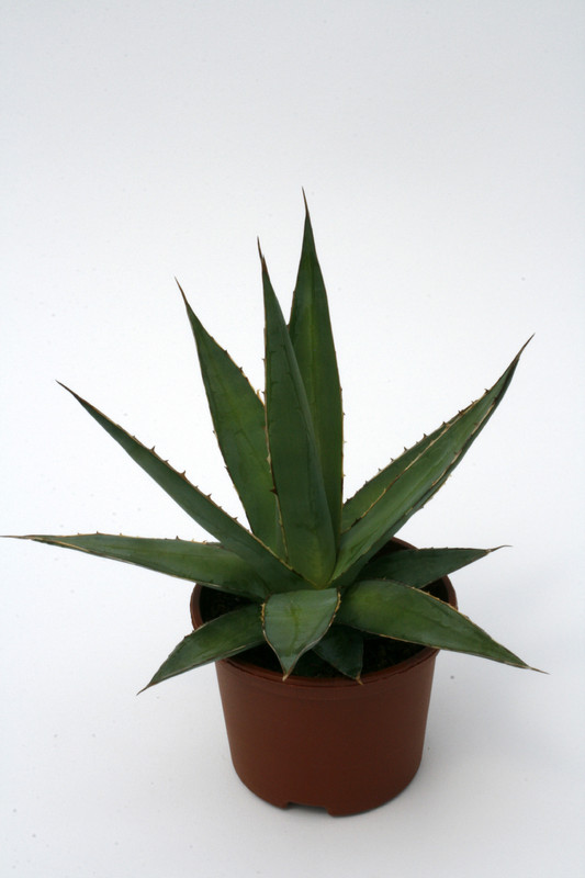 agave impressa escuinapa 0687