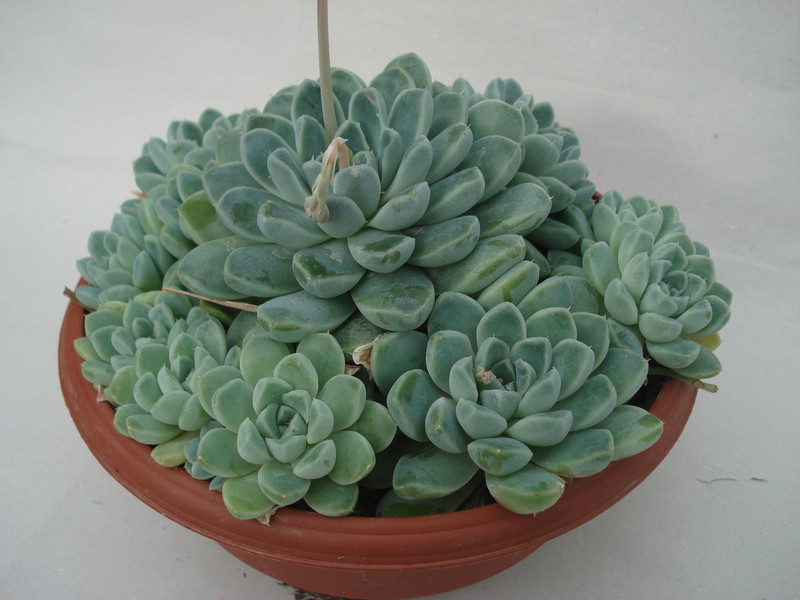 echeveria halbingeri 8344