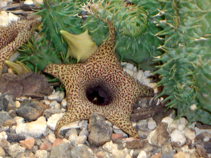 huernia x distincata 1330.jpg