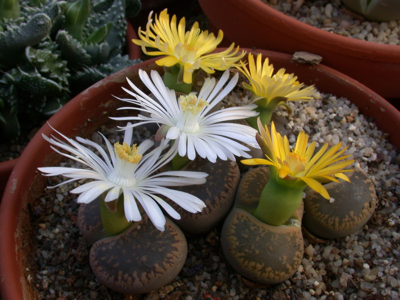 lithops 01