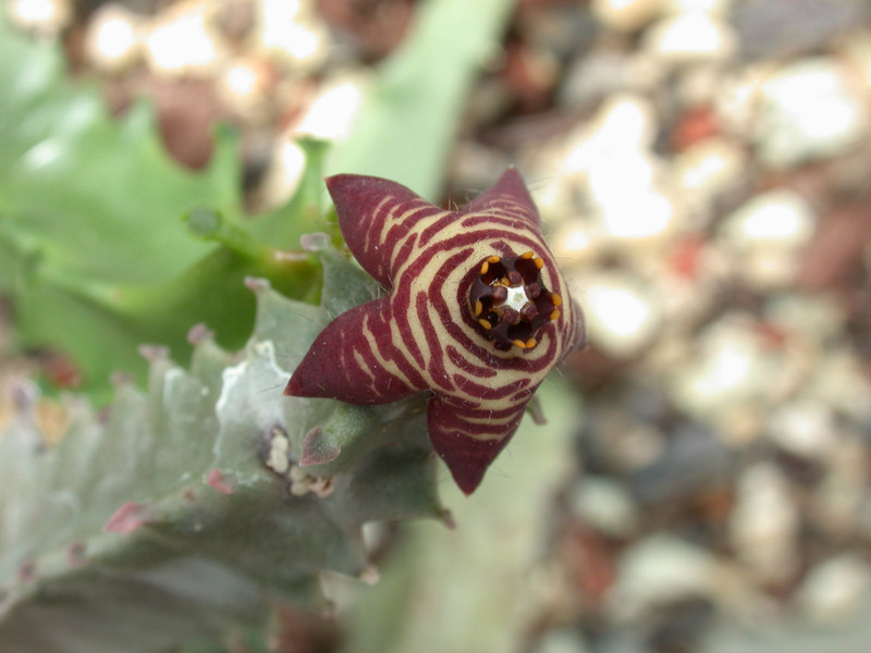 caralluma sp cabo de gafa 01