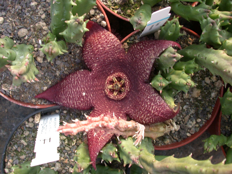 stapelia incomparabilis01