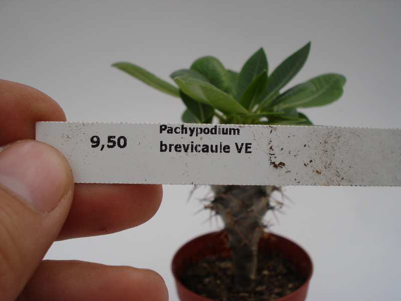 pachypodium brevicaule 741
