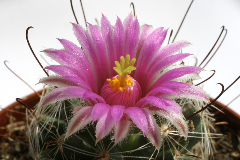 mammillaria mediorosei sb3 0301