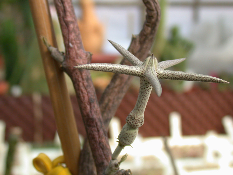 ceropegia variegata es1016 06