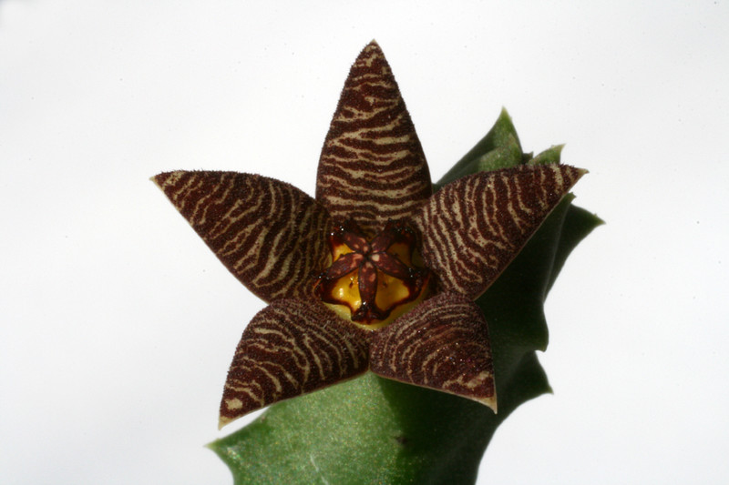 piaranthus barrydalensis pvb5150 0807