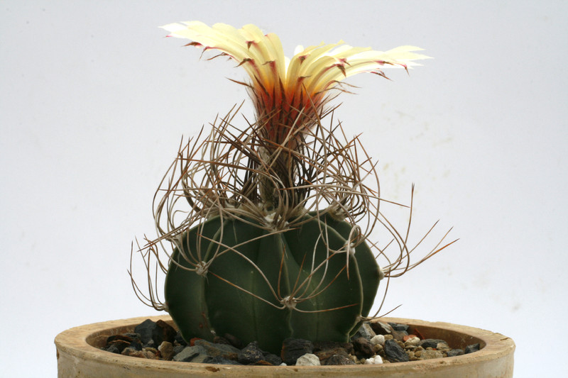 astrophytum senile el amparo 9823