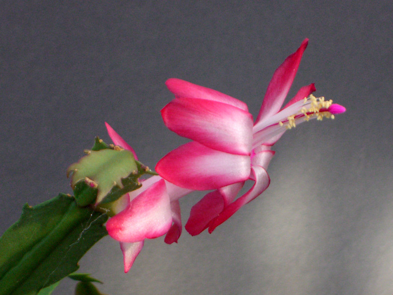 schlumbergera big fire 1717