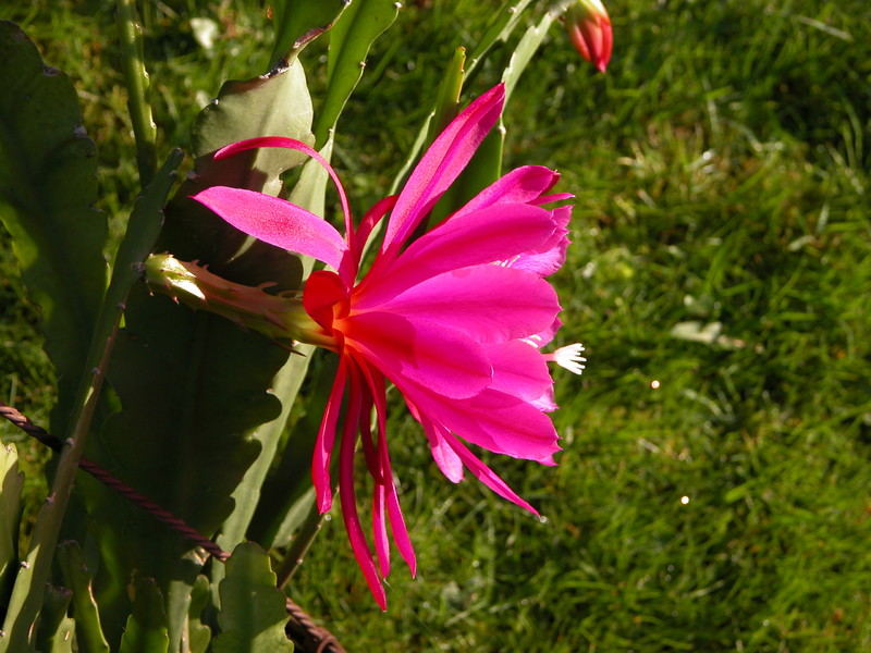 eh ute montalti 01