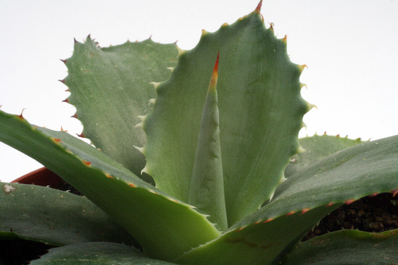 agave atrovirensis mirabilis 0152