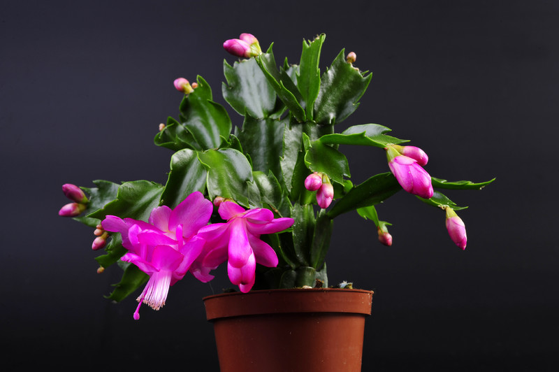 schlumbergera purple dancer 001