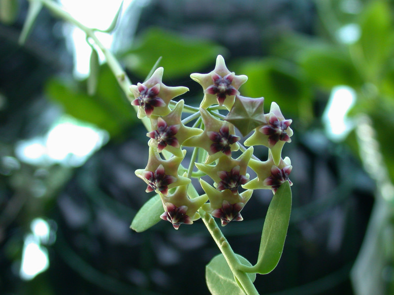 hoya cumingiana 02