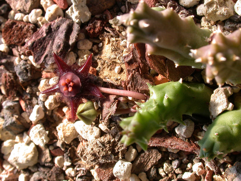 duvalia elegans robertson 02