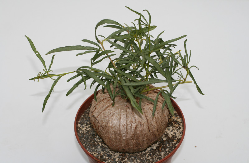 ipomea bolusiana 0181