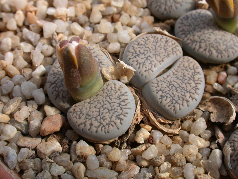 lithops marmorata 01