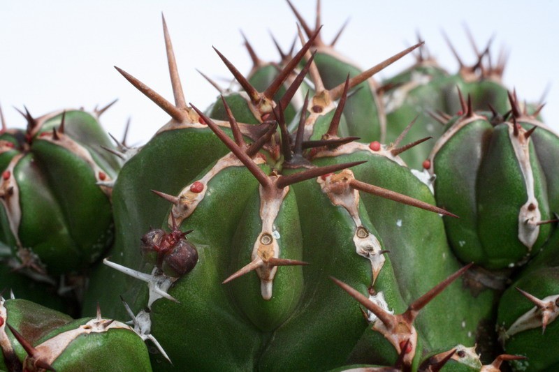 euphorbia fruticosa 9527 sm