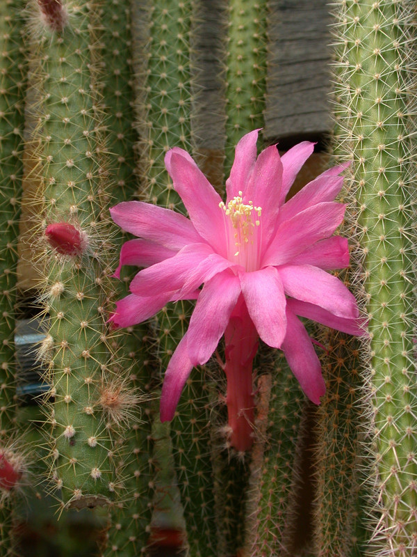 aporocactus flagriformis x04