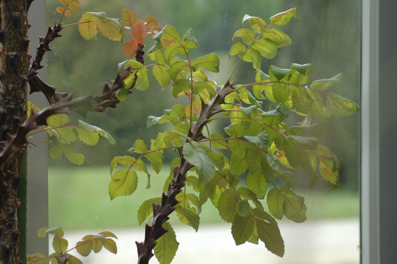 beiselia mexicana 01