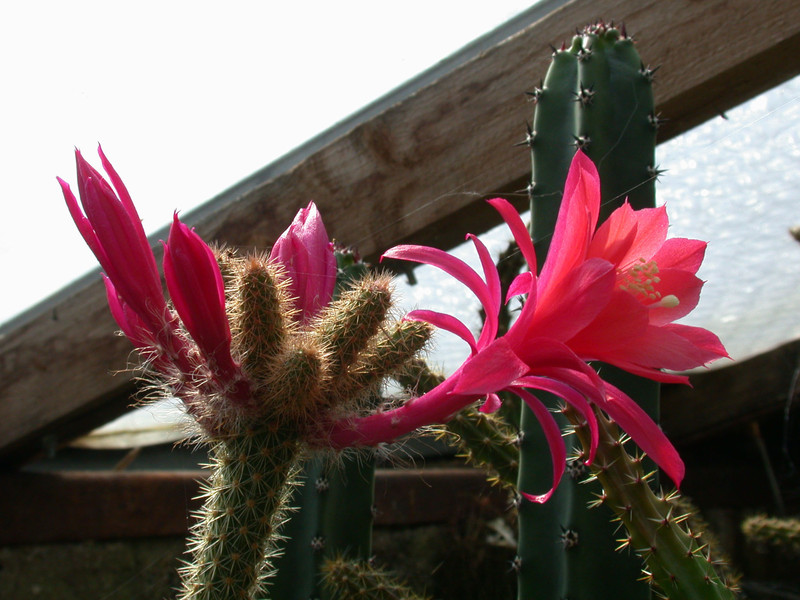 aporocactus flagriformis x13