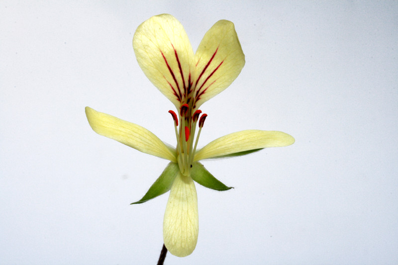 pelargonium oblongatum 4653