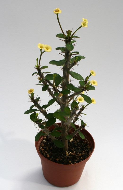 euphorbia milii splendens lutea 6766 sm